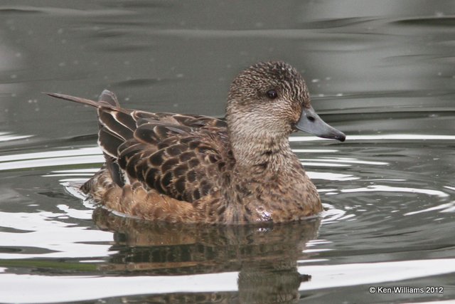 American Wigeon hen, Ship Creek,  Anchorage, AK, 7-12-12, Ja_16648.jpg