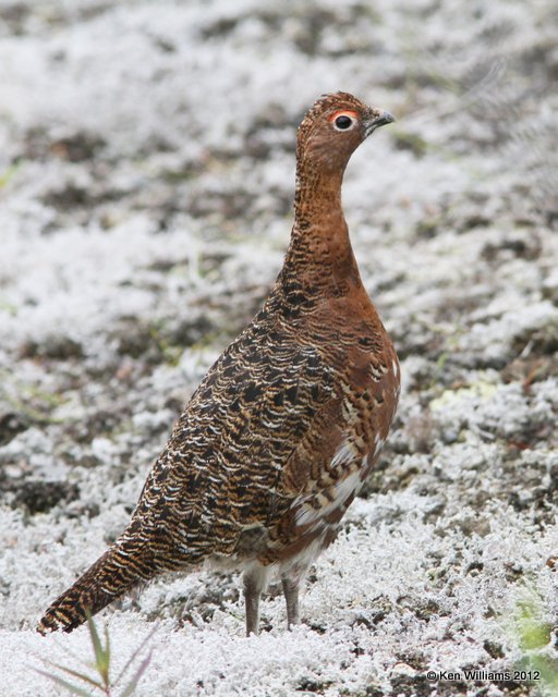 Willow Ptarmigan male, Denali Highway, AK, 7-20-12, Ja_17943.jpg