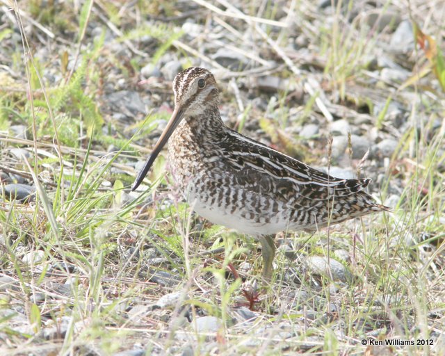 Wilson's Snipe, Lake Louise, AK, 7-6-12, Ja_14554.jpg