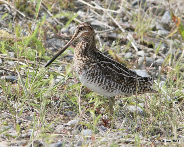 Wilson's Snipe, Lake Louise, AK, 7-6-12, Ja_14557.jpg