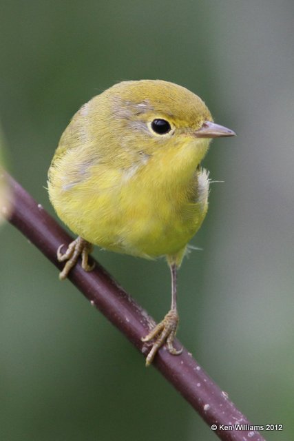 Yellow Warbler, Fairbanks, AK, 7-24-12, Ja_18875.jpg