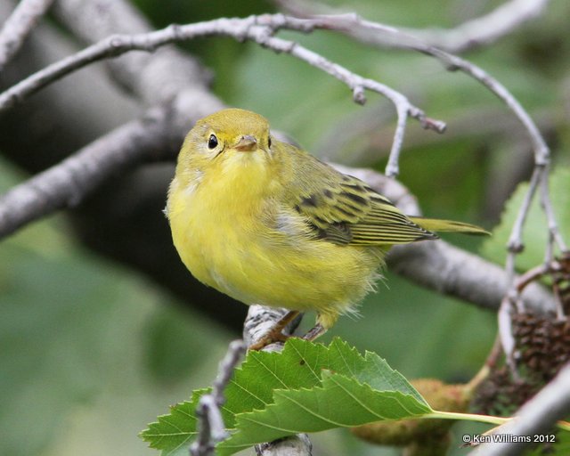 Yellow Warbler, Fairbanks, AK, 7-24-12, Ja_18895.jpg