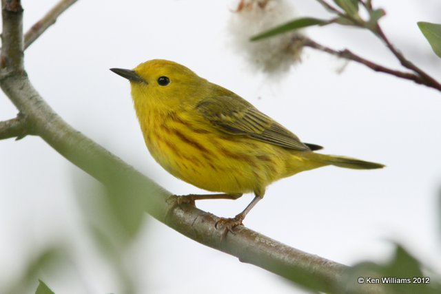 Yellow Warbler, Watson Lake, Yukon Territory, 7-2-12, Ja_13204.jpg