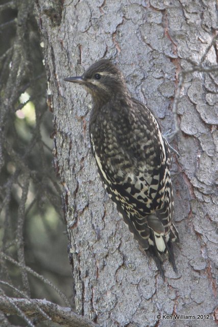 Yellow-bellied Sapsucker fledgling, Teslin, YT, 7-29-12, Ja_20298.jpg