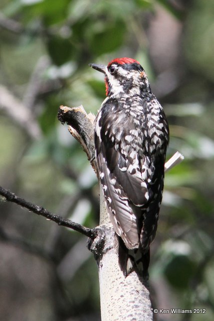 Yellow-bellied Sapsucker, Teslin, YT, 7-29-12, Ja_20304.jpg