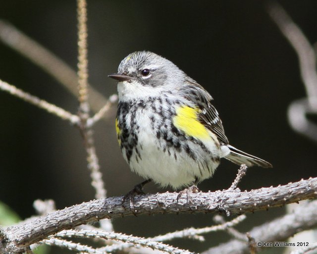 Yellow-rumped Warbler - Myrtle male, Dease Lake, BC, 7-30-12, Ja_20665.jpg