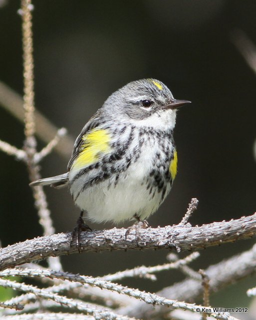 Yellow-rumped Warbler - Myrtle male, Dease Lake, BC, 7-30-12, Ja_20669.jpg