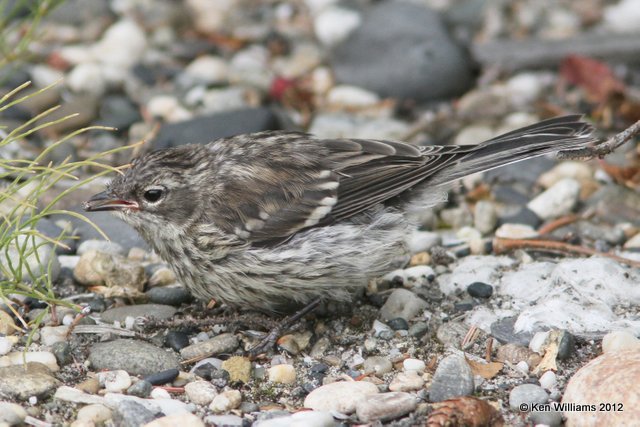 Yellow-rumped Warbler - Myrtle, Fairbanks, AK, 7-24-12, Ja_18945.jpg