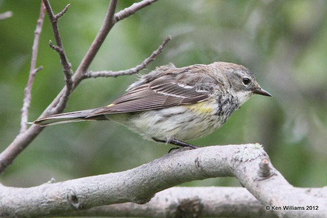 Yellow-rumped Warbler - Myrtle, Potter Marsh, Anchorage, AK, 7-7-12, Ja_14858.jpg