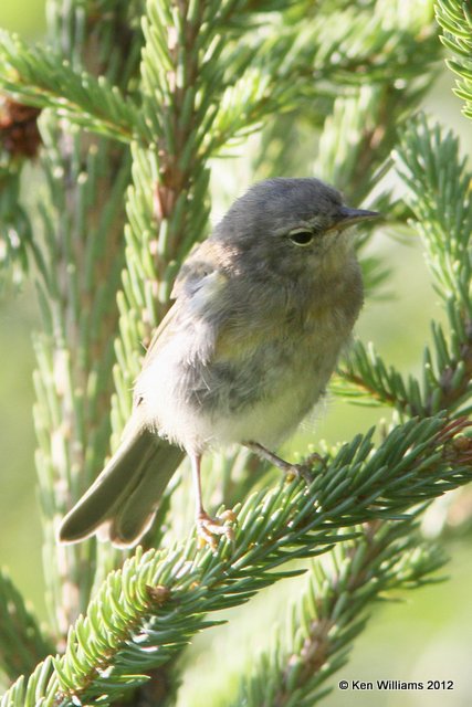 Yellow-rumped Warbler, Myrtle subspecies juvenile, Creamer Fields, Fairbanks, AK, 7-26-12, Ja_19448.jpg