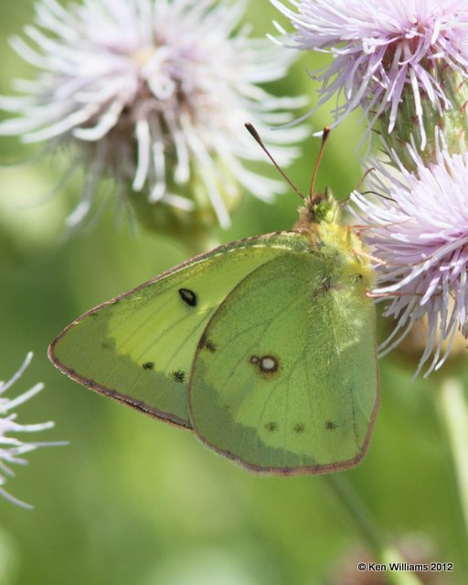 Clouded Sulphur, Custer, SD, 8-5-12, Ja_21473.jpg