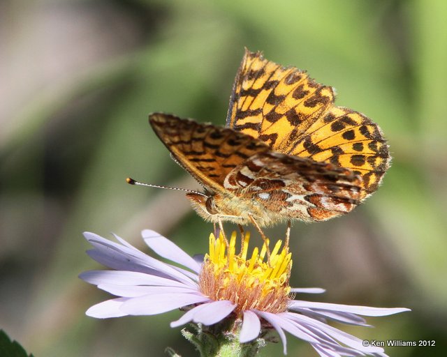 Freija Fritillary, Tok, AK, 7-26-12, Ja_19631.jpg