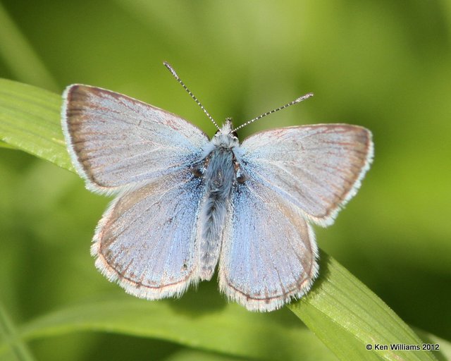 Greenish Blue, Chetwynd, BC, 6-30-12, Ja_12723.jpg