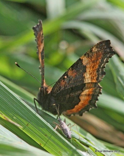 Milbert's Tortoiseshell, Palmer, AK, 7-8-12, Ja_15118.jpg