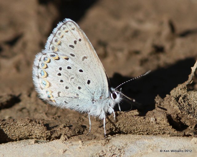 Northern Blue, Tok, AK, 7-26-12, Ja_19706.jpg