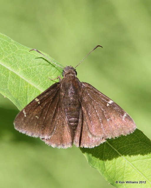 Northern Cloudywing, S. Ft Nelson, BC, 7-1-12, Ja_12880.jpg