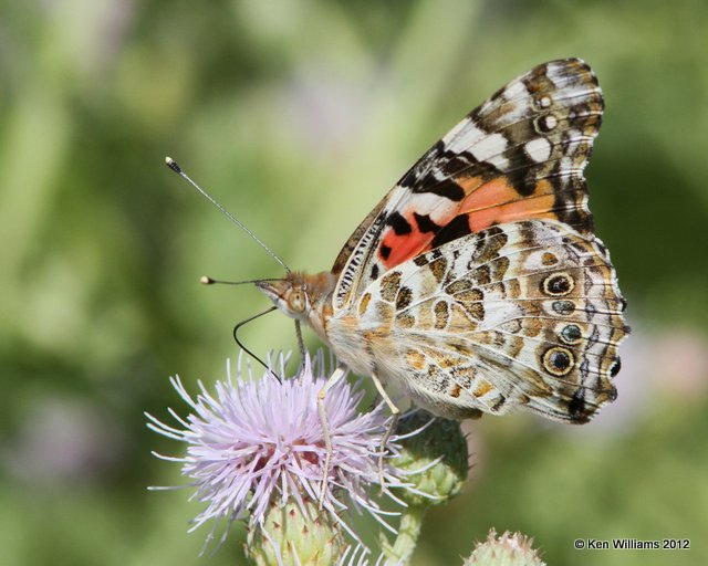 Painted Lady, Custer, SD, 8-5-12, Ja_21477.jpg