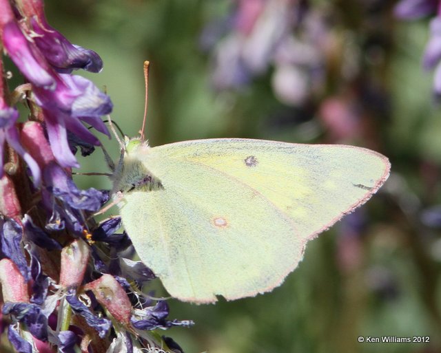 Pelidne Sulphur, Shelby area, Park Co, Montana, 6-28-12, Ja_12351.jpg