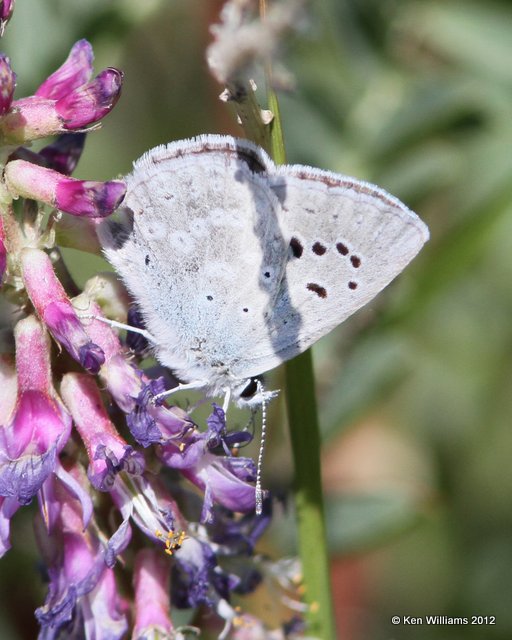 Silvery Blue, Shelby area, Park Co, Montana, 6-28-12, Ja_12252.jpg