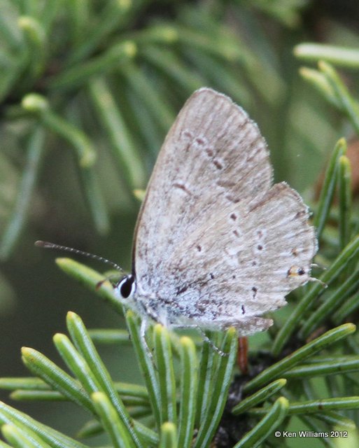 Western Tailed-Blue, Coal Mine Campground, Yukon River, Yukon Terr., Canada, 7-3-12, J_13787.jpg