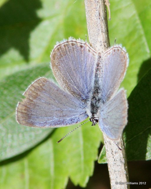 Western Tailed-Blue, Lycaeides idas, S. Ft Nelson, BC, 7-1-12, Ja_12885.jpg