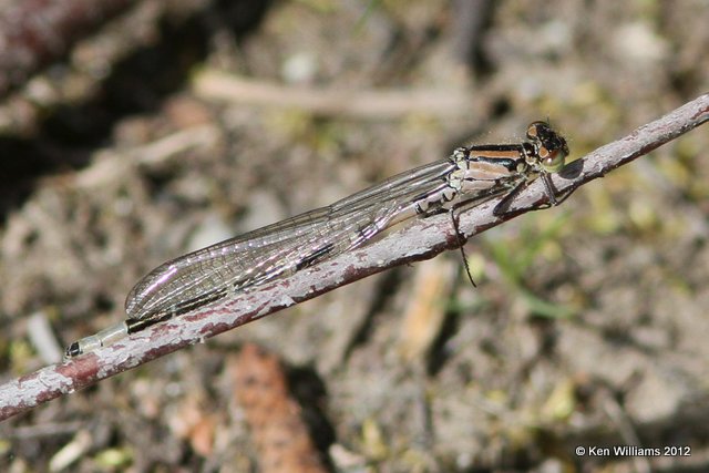 Alaska Trip Dragonflies & Damselflies