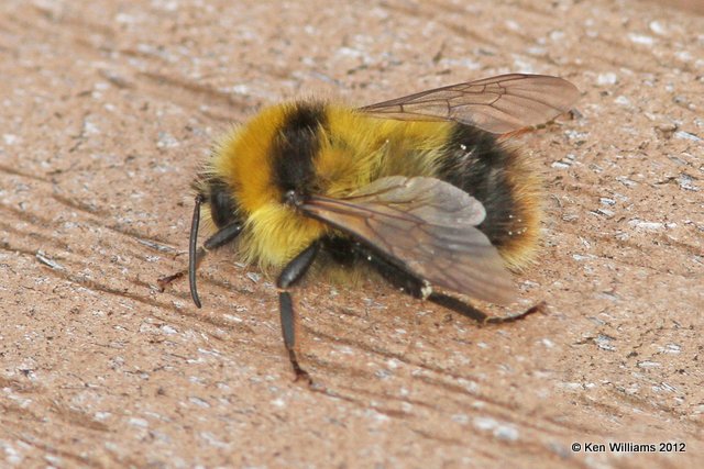 Bumble Bee, Creamer Fields, Fairbanks, AK, 7-25-12, Ja_19041.jpg