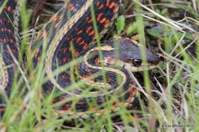 Common Garter Snake, W. Jasper, AB, 6-30-12, Ja_12614.jpg