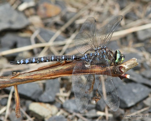 Lake Darner - Aeshna eremita, Creamer Fields, Fairbanks, AK, 7-25-12, Ja_19049.jpg