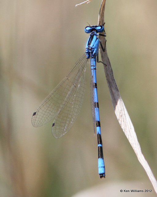 Northern or Boreal Bluet, Shelby area, Park Co, Montana, 6-28-12, Ja_12319.jpg