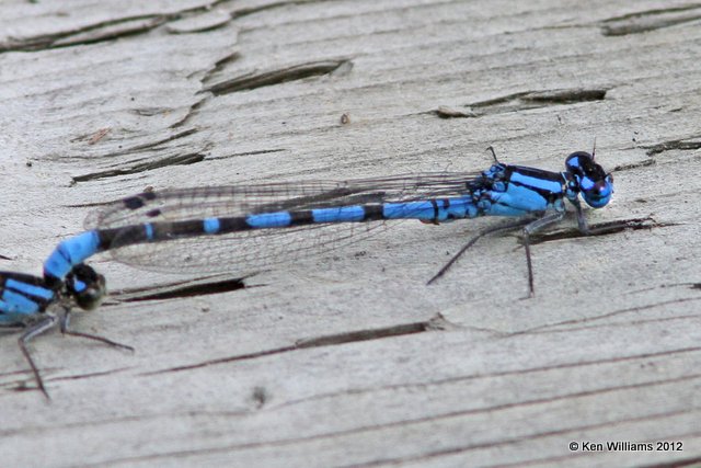 Northern or Boreal Bluet, Watson Lake, Yukon Terriory, 7-2-12, Ja_13135.jpg