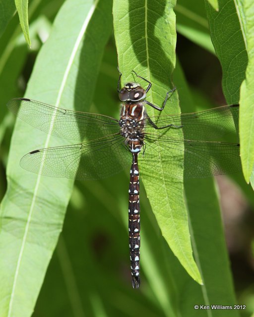 Sedge Darner male - Aeshna juncea, Hatcher Pass, Palmer, AK, 7-8-12, Ja_15364.jpg