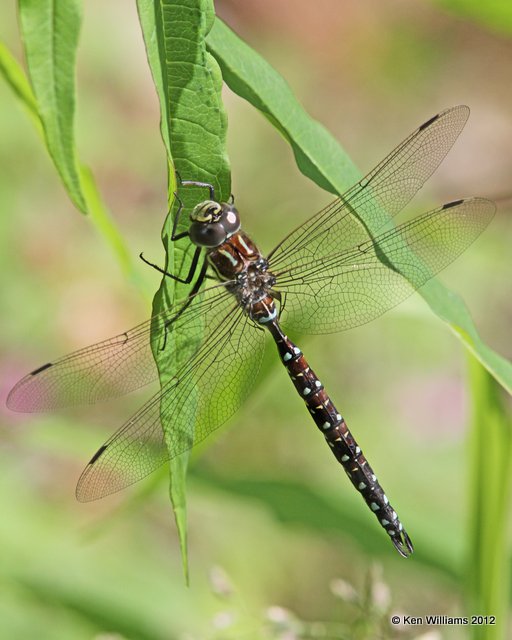 Sedge Darner male - Aeshna juncea, Hatcher Pass, Palmer, AK, 7-8-12, Ja_15378.jpg