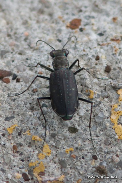 Tiger Beetle, Cicindela terricola, Custer, SD, 6-26-12, Ja_12177.jpg
