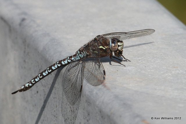 Zigzag Darner, Aeshna sitchensis, Alaskan Highway, Hy 2 at Tanana River, AK, 7-26-12, Ja_19583.jpg