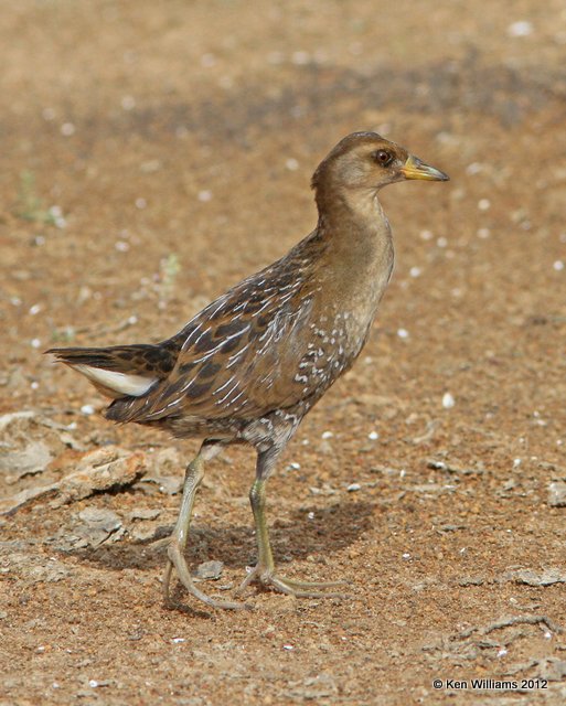 Sora nonbreeding, Oologah Lake, Rogers Co, OK, 9-27-12, Ja_36.jpg