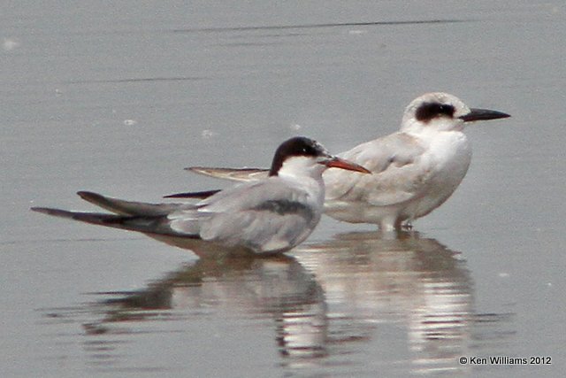 Common & Forster's Terns, Oologah Lake, Rogers Co, OK, 9-27-12, Ja_325.jpg