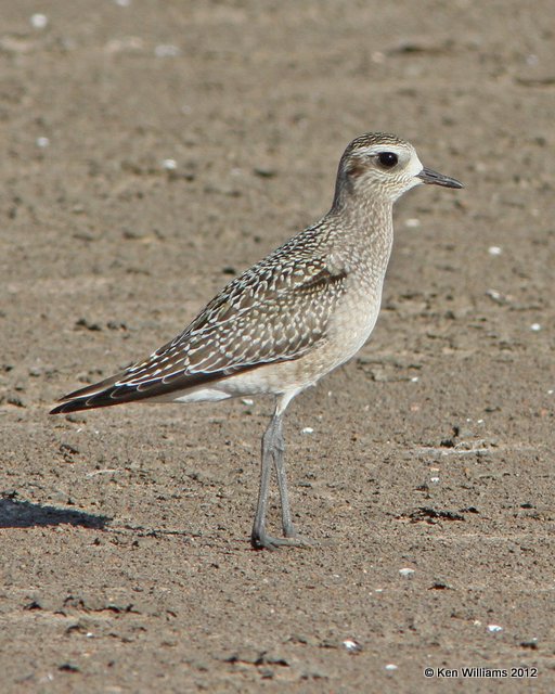 American Golden Plover nonbreedng, Oologah Lake, Rogers Co, OK, 9-22-12, Ja_9495.jpg