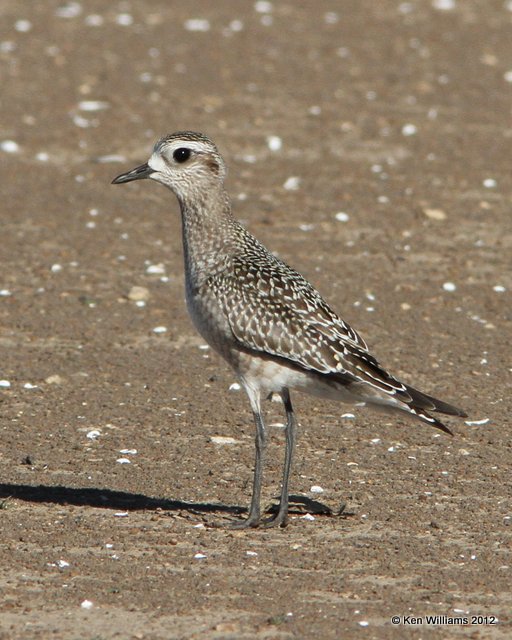 American Golden Plover nonbreedng, Oologah Lake, Rogers Co, OK, 9-22-12, Ja_9522.jpg