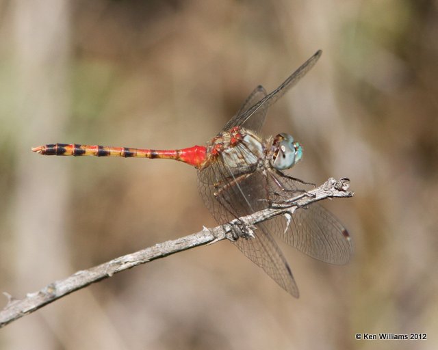 Blue-faced Meadowhawk male, Nowata Co, OK, 9-19-12, Ja_9414.jpg