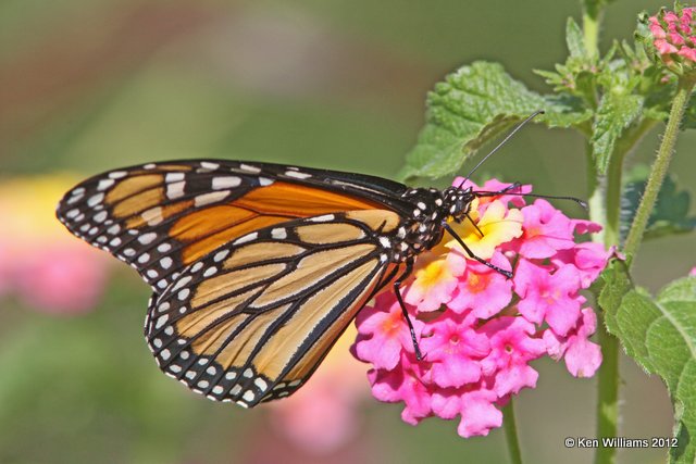 Monarch, Owasso Yard, Rogers Co, OK, 9-19-12, Ja_9436.jpg