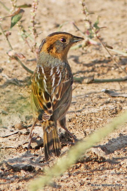:Nelson's Sparrow: