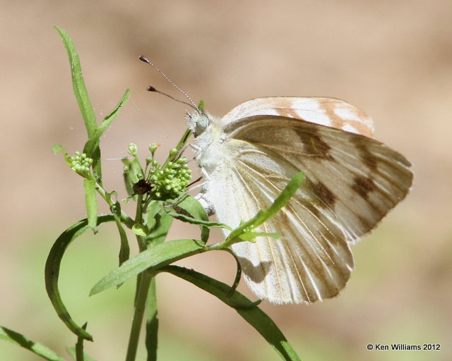 Checkered White, Cookson WMA, OK, 5-9-12, Ja_1610.jpg