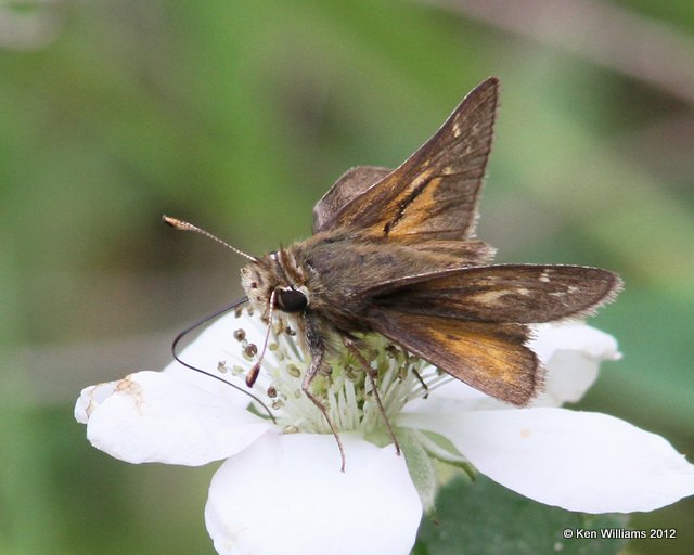 Cobweb Skipper male, Cherokee WMA, Cherokee Co, OK, 4-5-12, Ja 1628.jpg