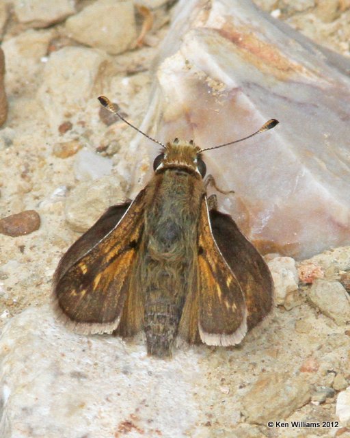 Cobweb Skipper male, Cherokee WMA, Cherokee Co, OK, 4-5-12, Ja_1381.jpg