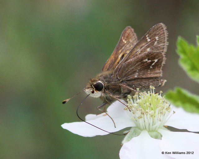 Cobweb Skipper male, Cherokee WMA, Cherokee Co, OK, 4-5-12, Ja_1653.jpg