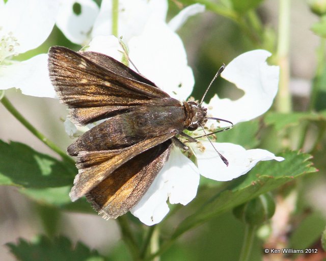 Cobweb Skipper, Cherokee WMA, Cherokee Co, OK, 4-5-12, Ja_1134.jpg