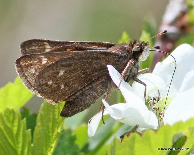 Cobweb Skipper, Cherokee WMA, Cherokee Co, OK, 4-5-12, Ja_1149.jpg