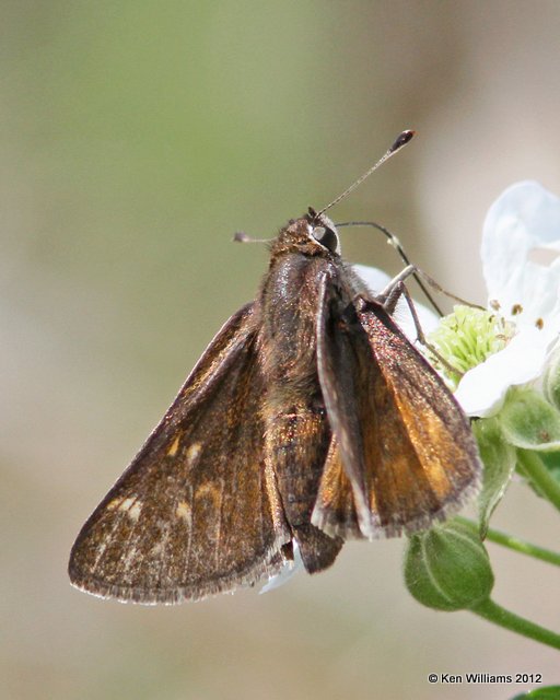 Cobweb Skipper, Cherokee WMA, Cherokee Co, OK, 4-5-12, Ja_1161.jpg