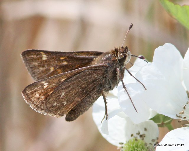 Cobweb Skipper, Cherokee WMA, Cherokee Co, OK, 4-5-12, Ja_1175.jpg